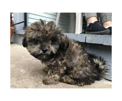 12 week shitzu puppies for sale