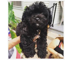 12 week shitzu puppies for sale - 2