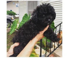 12 week shitzu puppies for sale - 3