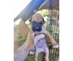 pure boxer puppies for sale - 1
