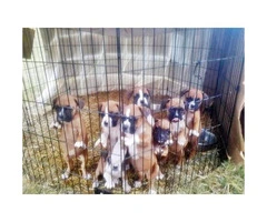 pure boxer puppies for sale - 4