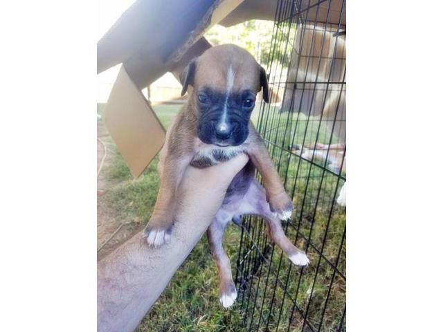 boxers for sale near me puppies