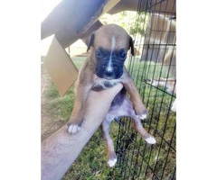pure boxer puppies for sale - 5
