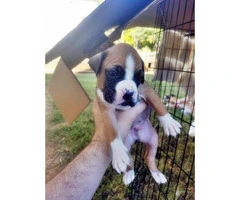 pure boxer puppies for sale - 6