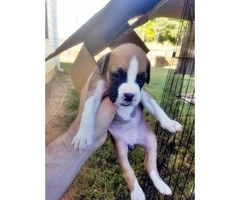 pure boxer puppies for sale - 7