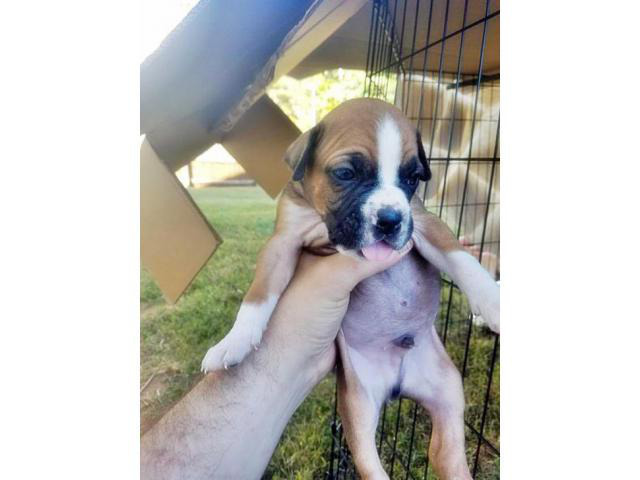 pure boxer puppies for sale Atlanta Puppies for Sale Near Me