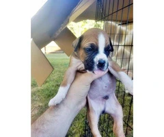 pure boxer puppies for sale - 8