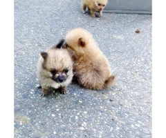 charming & cute mini pomeranian puppies for sale