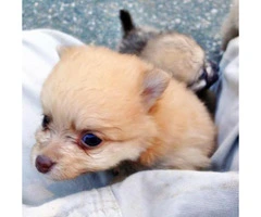 charming & cute mini pomeranian puppies for sale - 2
