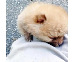 charming & cute mini pomeranian puppies for sale - 3