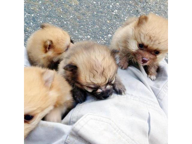 charming & cute mini pomeranian puppies for sale in