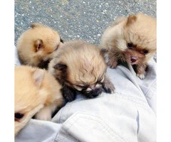 charming & cute mini pomeranian puppies for sale - 5