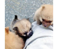 charming & cute mini pomeranian puppies for sale - 6