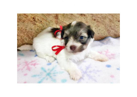 Havanese Puppy For Sale By Owner Puppies For Sale Near Me