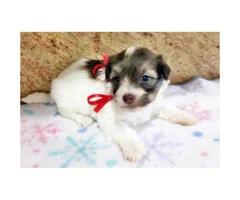 Havanese Pups for Sale in Florida