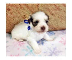 Havanese Pups for Sale in Florida - 3
