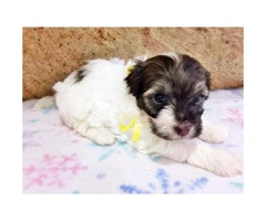 Havanese Pups for Sale in Florida - 4
