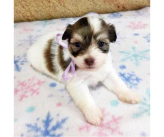 Havanese Pups for Sale in Florida - 5