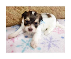 Havanese Pups for Sale in Florida - 6