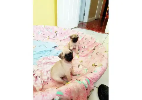 Pug puppies ckc reg