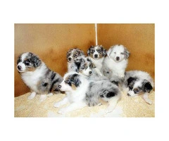 10 weeks old Australian Shepherd Puppies for sale
