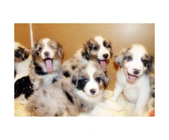 10 weeks old Australian Shepherd Puppies for sale - 2