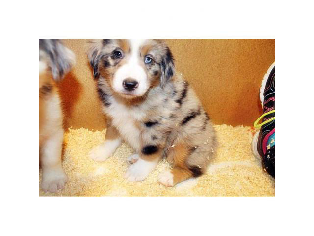 10 weeks old Australian Shepherd Puppies for sale in Seattle