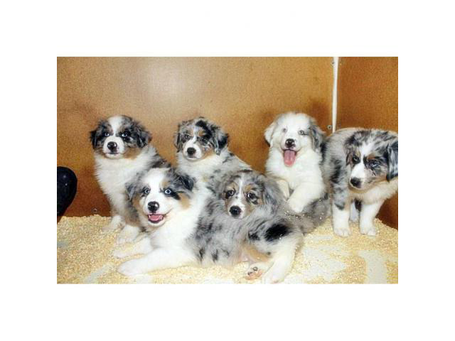 10 weeks old Australian Shepherd Puppies for sale in ...