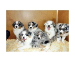 10 weeks old Australian Shepherd Puppies for sale - 4
