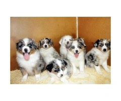 10 weeks old Australian Shepherd Puppies for sale - 6