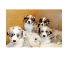 10 weeks old Australian Shepherd Puppies for sale - 8
