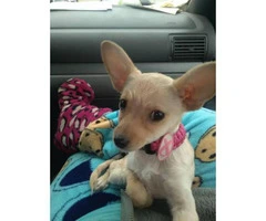 female chihuahua puppy for sale - 1