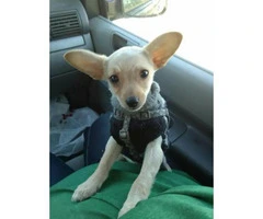 female chihuahua puppy for sale - 2