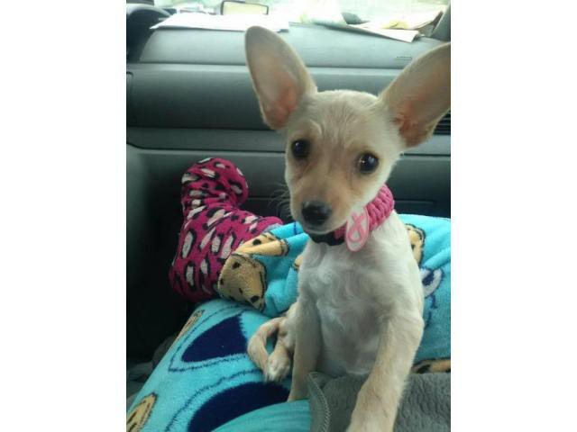 female chihuahua puppy for sale Kalamazoo Puppies for