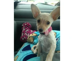 female chihuahua puppy for sale - 3