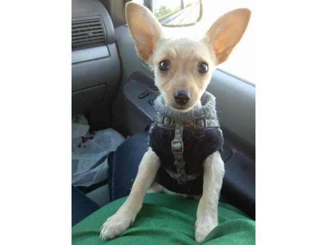 female chihuahua puppy for sale Kalamazoo Puppies for