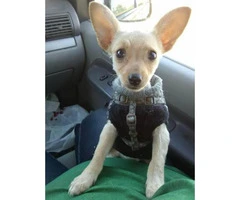 female chihuahua puppy for sale - 4