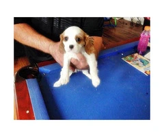 cavalier king charles spaniel puppies for sale ca