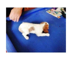 cavalier king charles spaniel puppies for sale ca - 2
