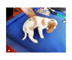 cavalier king charles spaniel puppies for sale ca - 3