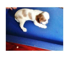 cavalier king charles spaniel puppies for sale ca - 4