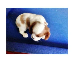 cavalier king charles spaniel puppies for sale ca - 5