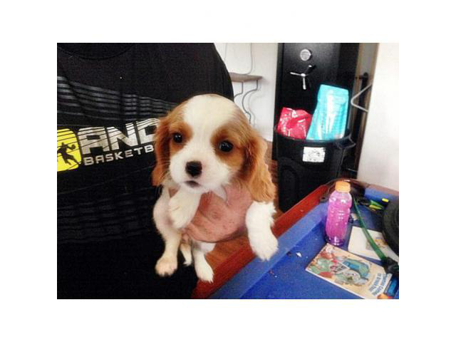 king charles cavalier puppies for sale near me