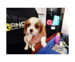 cavalier king charles spaniel puppies for sale ca - 6