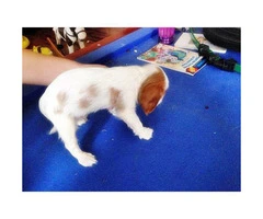 cavalier king charles spaniel puppies for sale ca - 7