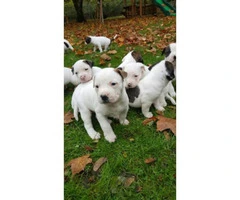 all american bulldog puppies for sale - 1