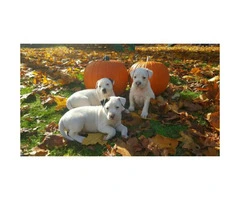 all american bulldog puppies for sale - 2