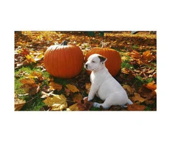 all american bulldog puppies for sale - 4