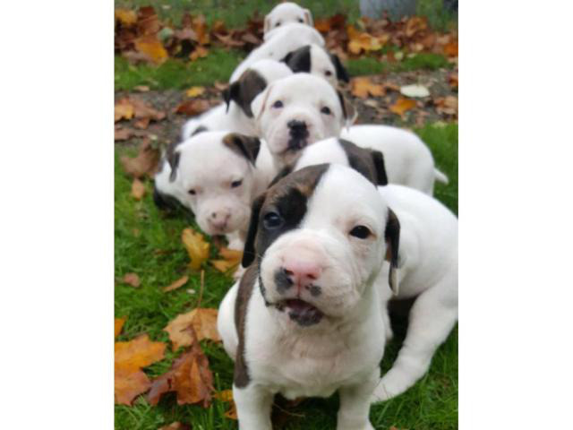 all american bulldog puppies for sale in