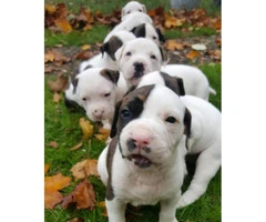 all american bulldog puppies for sale - 5
